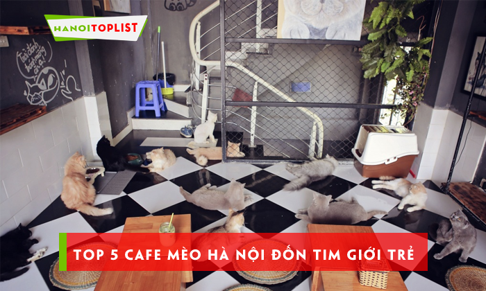 cafe-meo-ha-noi