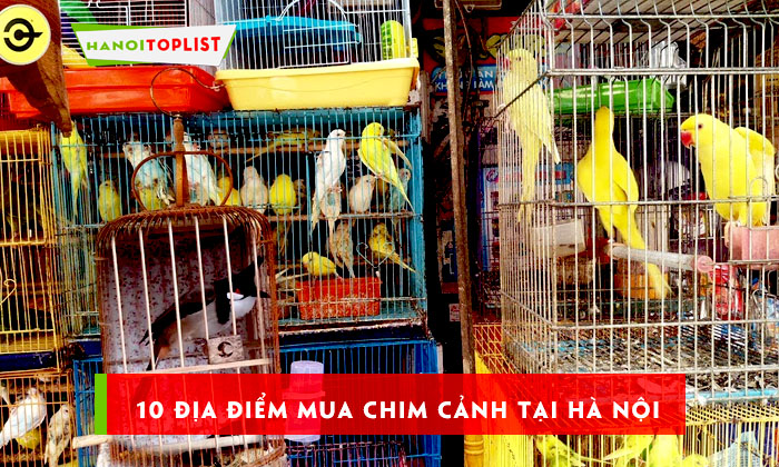 chim-canh-tai-ha-noi