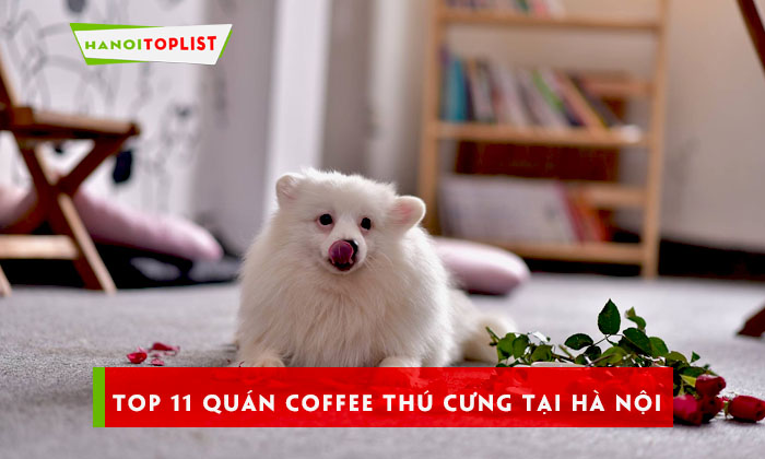 top-11-quan-coffee-thu-cung-tai-ha-noi-ban-nen-thu-qua