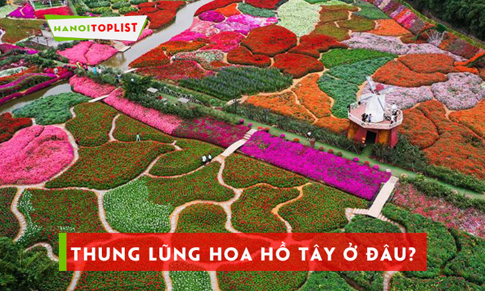 thung-lung-hoa-ho-tay-o-dau