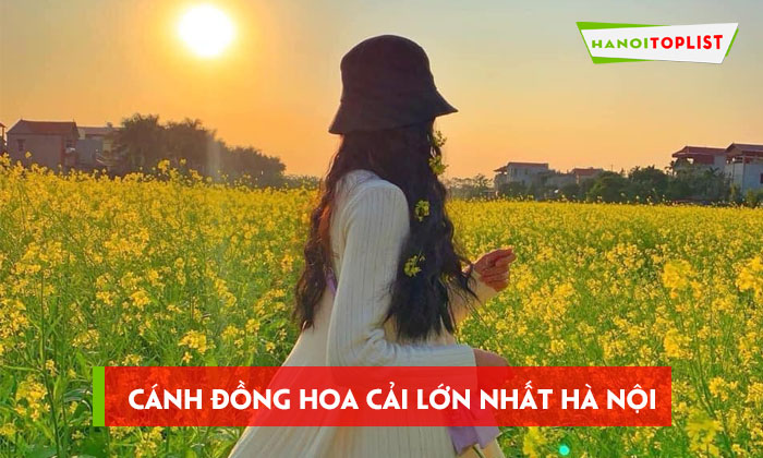canh-dong-hoa-cai-lon-nhat-ha-noi-vao-cua-free