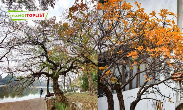 pho-ha-noi-ong-a-mua-loc-vung-thay-la-0-hanoitoplist