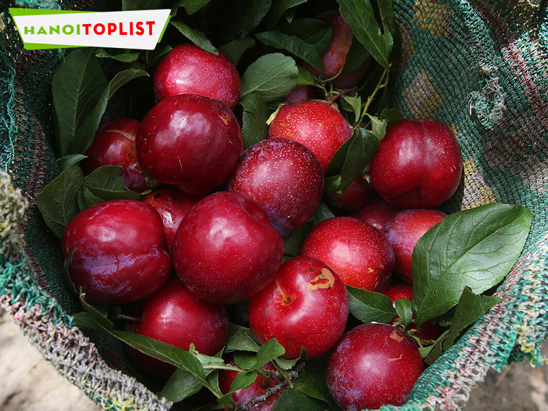 cua-hang-man-huu-co-moc-chau-hanoitoplist