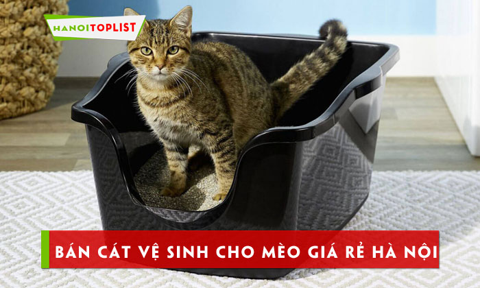 top-10-dia-chi-ban-cat-ve-sinh-cho-meo-gia-re-ha-noi-duoc-ua-chuong-hanoitoplist