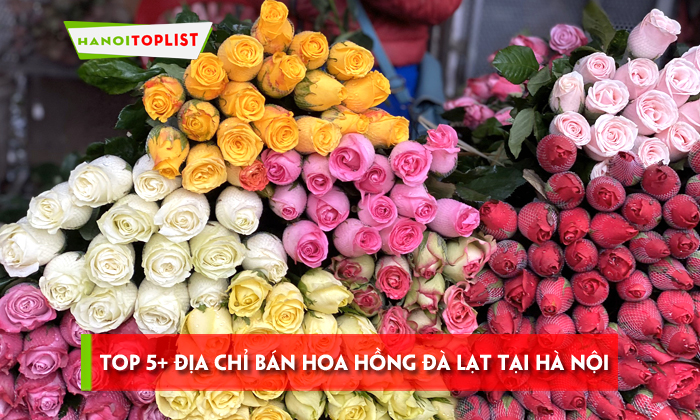 top-5-dia-chi-ban-hoa-hong-da-lat-tai-ha-noi-dep-ngat-ngay