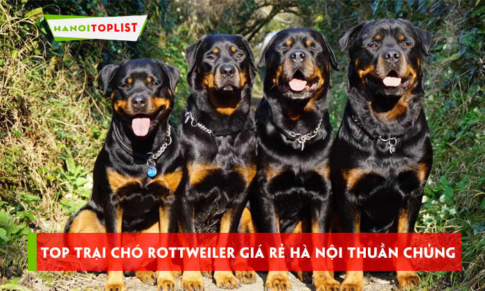 Top 10+ trại chó Rottweiler giá rẻ Hà Nội thuần chủng uy tín | HaNoitoplist
