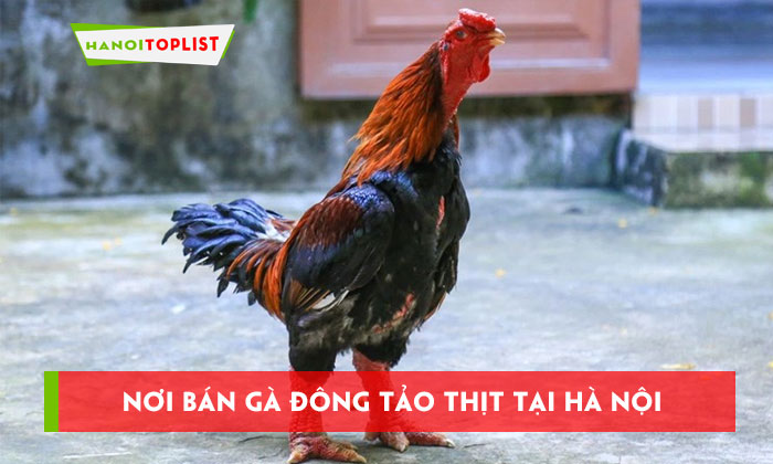 top-10-noi-ban-ga-dong-tao-thit-tai-ha-noi-thom-ngon-bo-duong-hanoitoplist