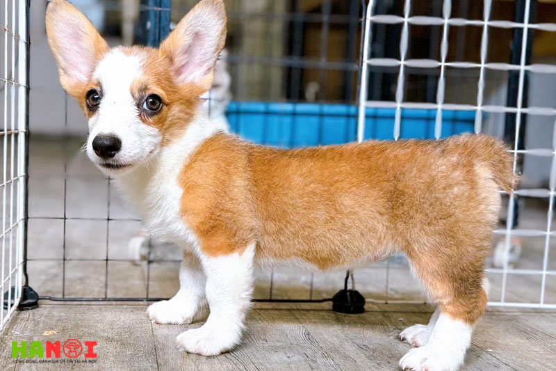 Azpet-shop-hanoitoplist