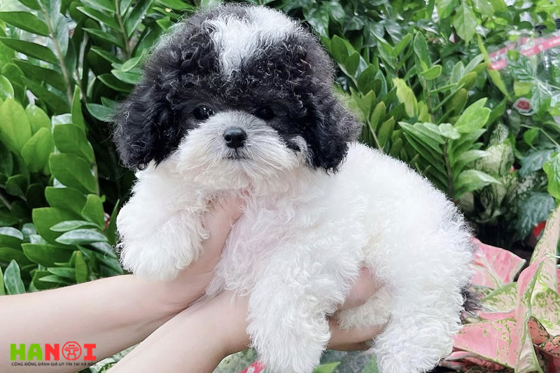 Hong-thanh-pets-hanoitoplist