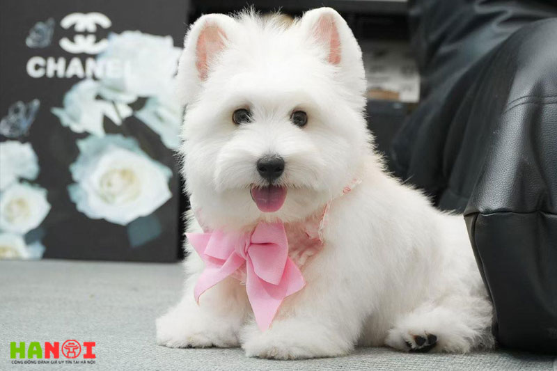 Map-pet-house-hanoitoplist