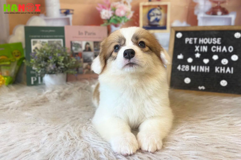 Pet-house-hanoitoplist