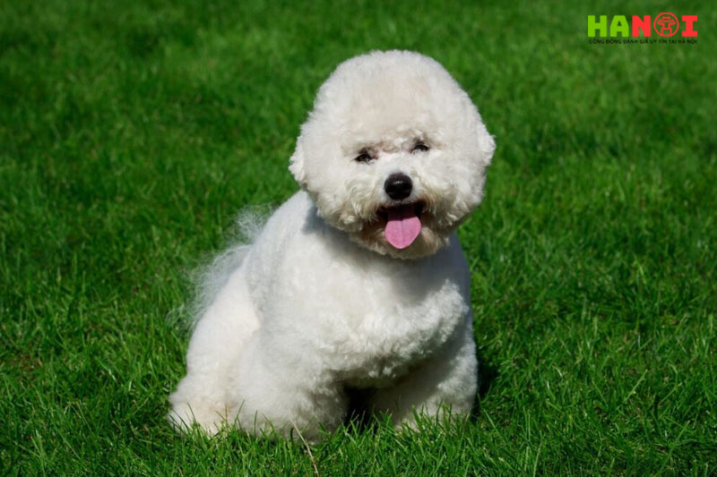 Shop-cho-canh-nguyen-nga-hanoitoplist