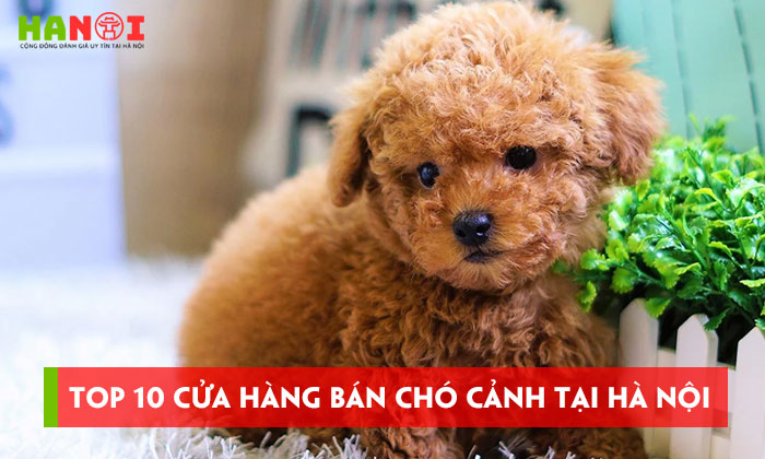 Top-10-cua-hang-ban-cho-canh-tai-ha-noi-uy-tin-nhat-hanoitoplist