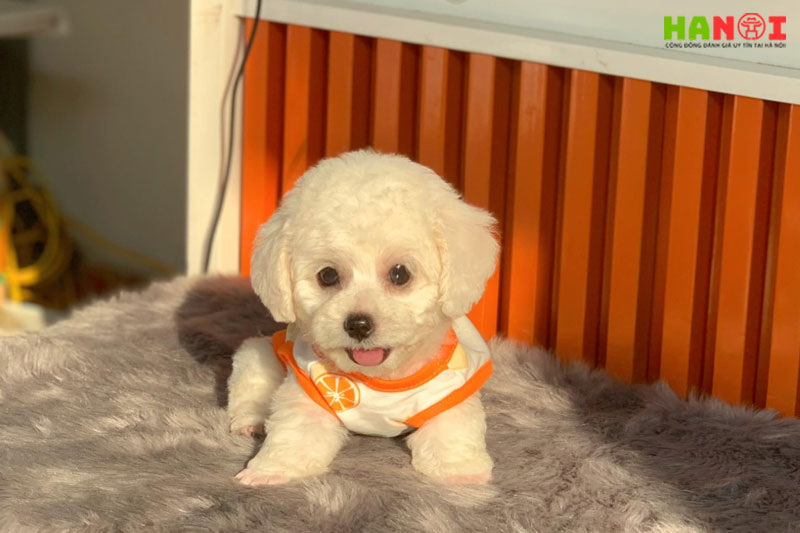 Voodlehouse-shop-hanoitoplist