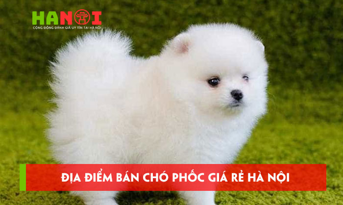 10-dia-diem-ban-cho-phoc-gia-re-ha-noi-duoc-ua-chuong-hanoitoplist