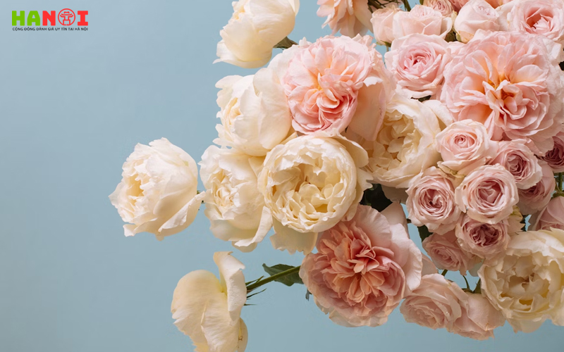 Floom-flower-bloom-hanoitoplist