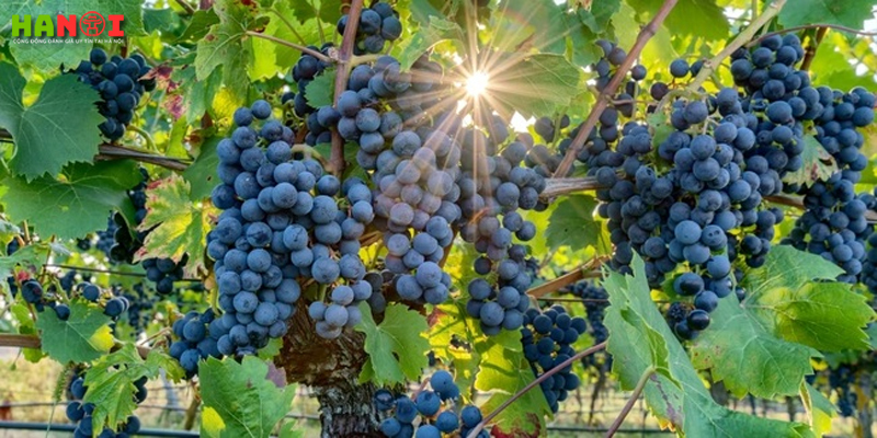 Cac-giong-nho-duoc-su-dung-de-san-xuat-ruou-vang-phap