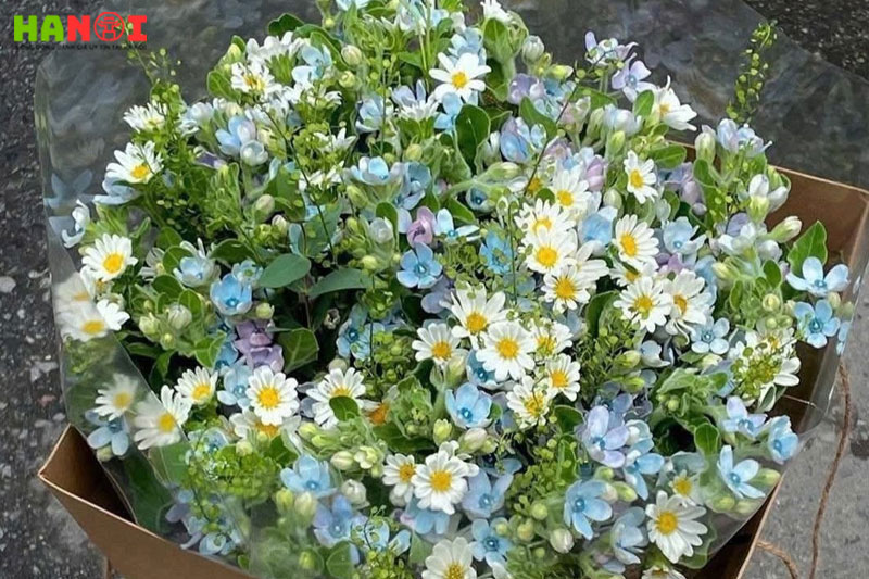 Fleur-de-l-hanoitoplist