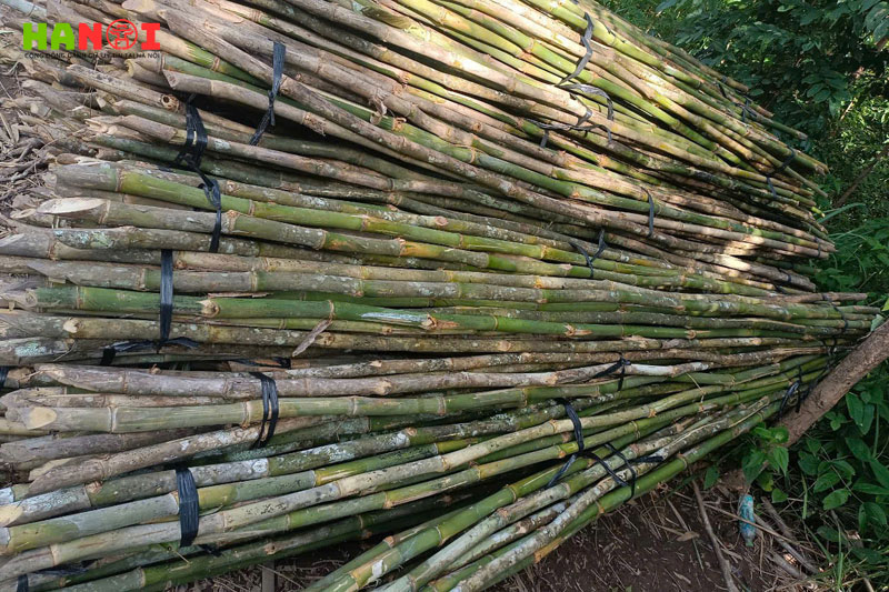 Cong-ty-mua-ban-tre-nua-hung-mai-ha-noi-1-hanoitoplist