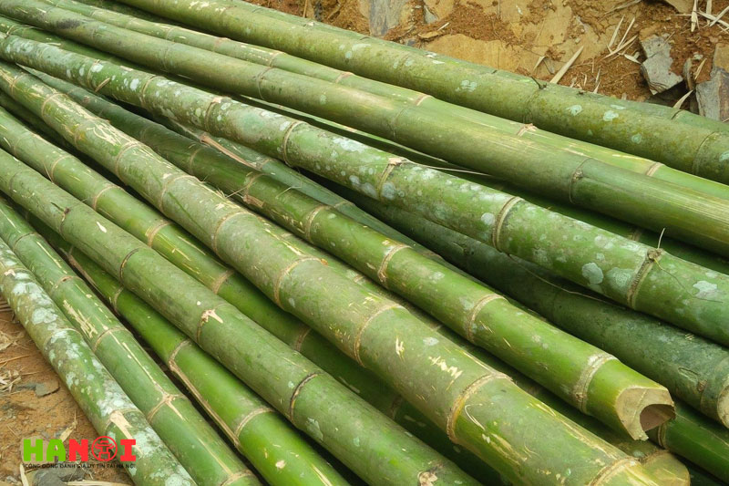 Dai-ly-tre-truc-hai-thuy-1-hanoitoplist