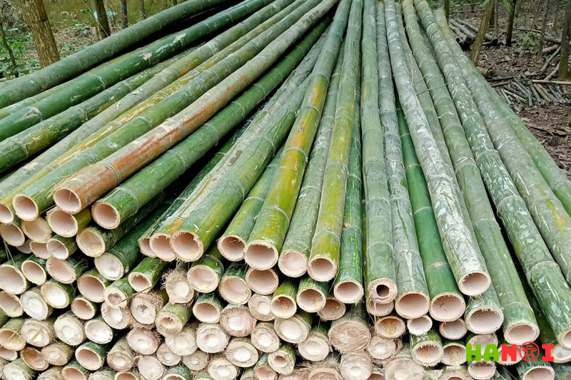 Dieu-cay-nghia-dung-1-hanoitoplist