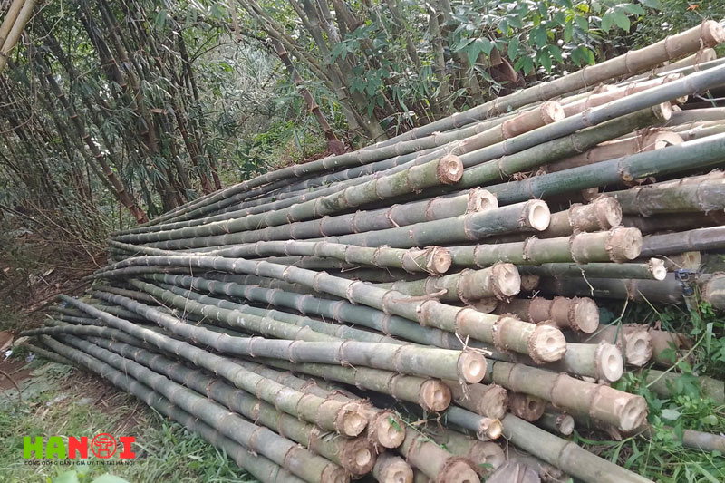 Tre-truc-an-khanh-1-hanoitoplist