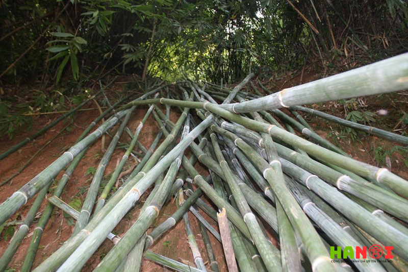 Tre-truc-ngoc-duong-1-hanoitoplist