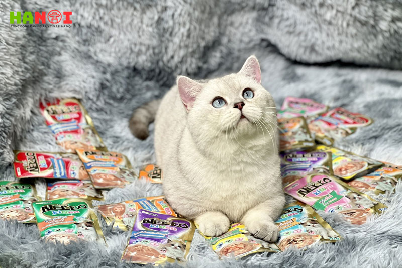 Do-do-petshop-hanoitoplist